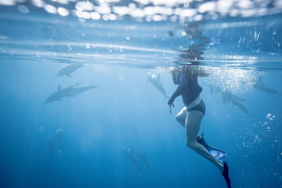 Dolphin House