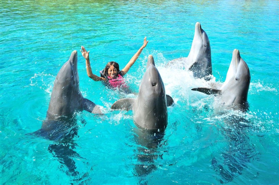 Dolphin show