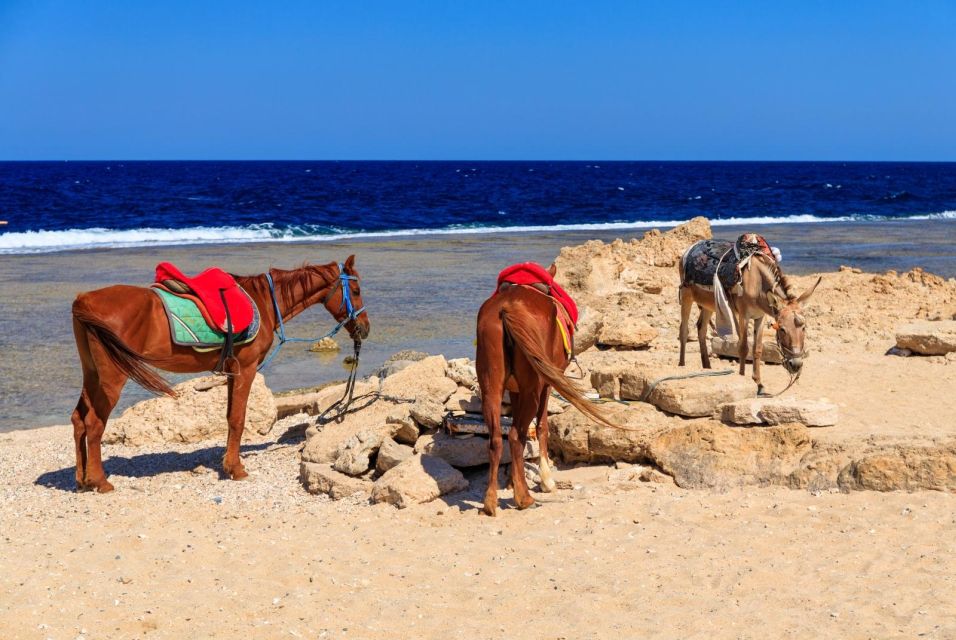 Horse riding hurgada 3